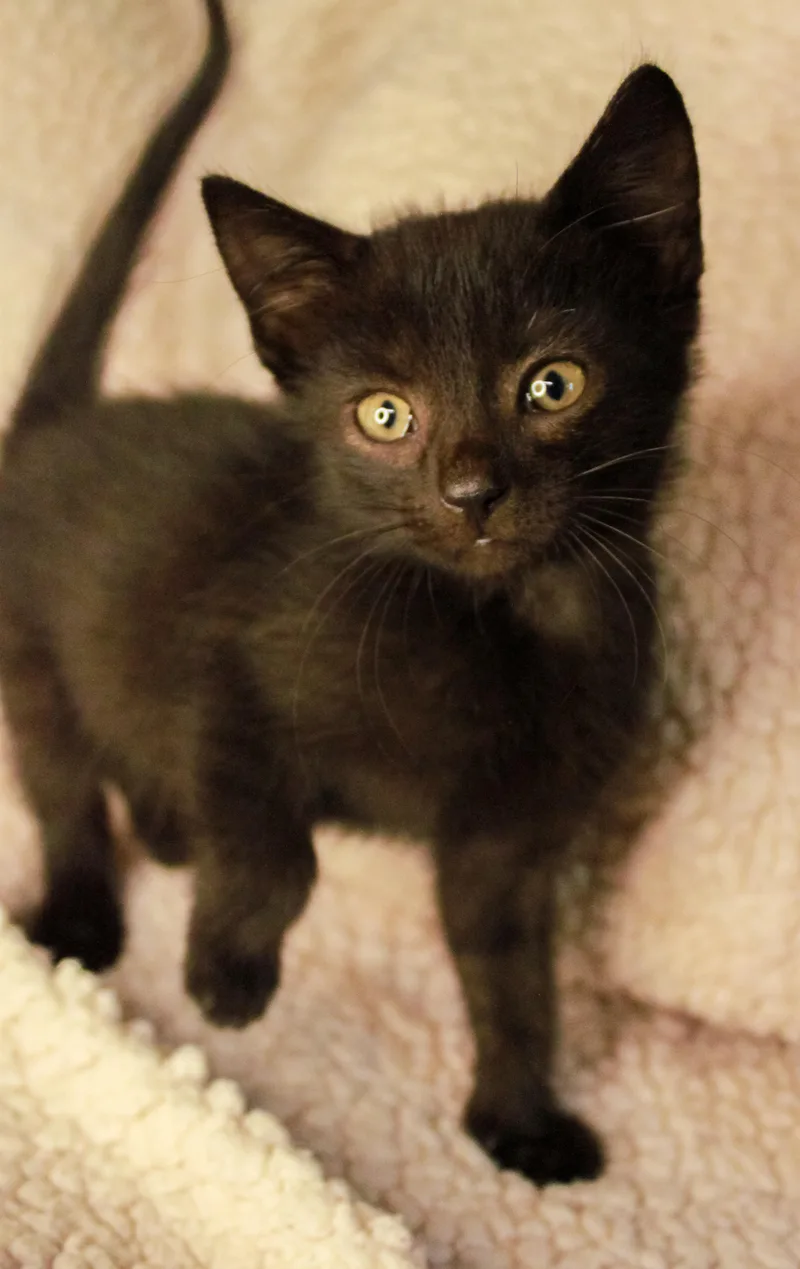 A baby medium-sized female Black Domestic Short Hair cat named Nyx for adoption in Ona, WV