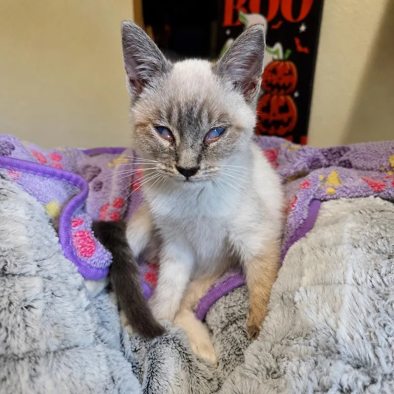 A baby small-sized male Siamese cat named Toasty for adoption in Calimesa, CA