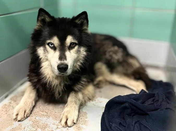 An adult large-sized male Siberian Husky dog named Camilo for adoption in Houston, TX