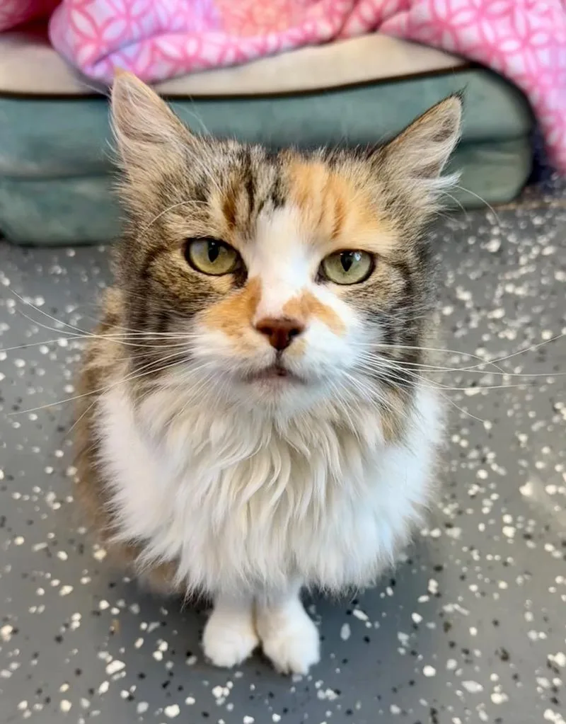 Nicholle thumbnail 3