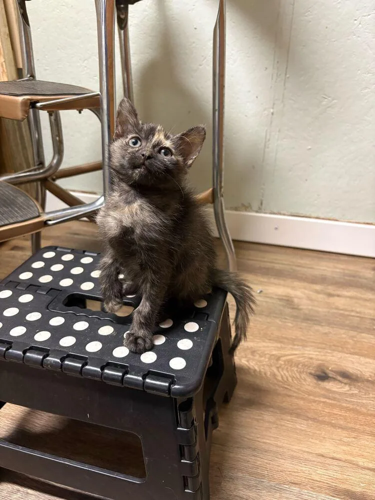 A baby small-sized female Domestic Short Hair cat named Sunflower for adoption in Topeka, KS