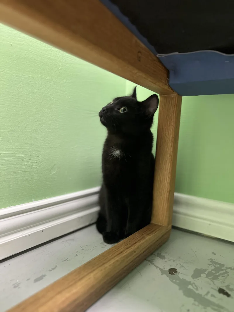 A baby medium-sized male Black Domestic Short Hair cat named Onyx for adoption in Okmulgee, OK