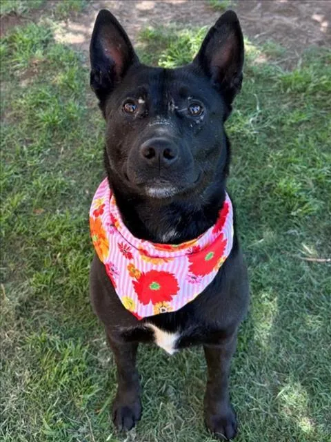 A young medium-sized female Pit Bull Terrier dog named Joan for adoption in Tulsa, OK