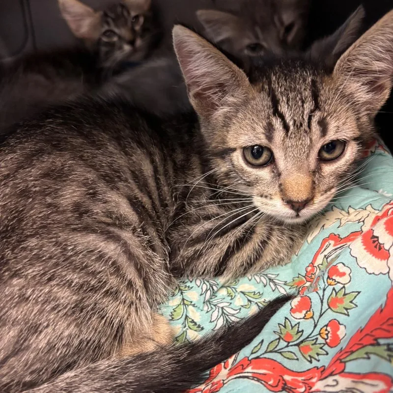 A baby small-sized female Brown / Chocolate Domestic Short Hair cat named Ponchick for adoption in Los Angeles, CA