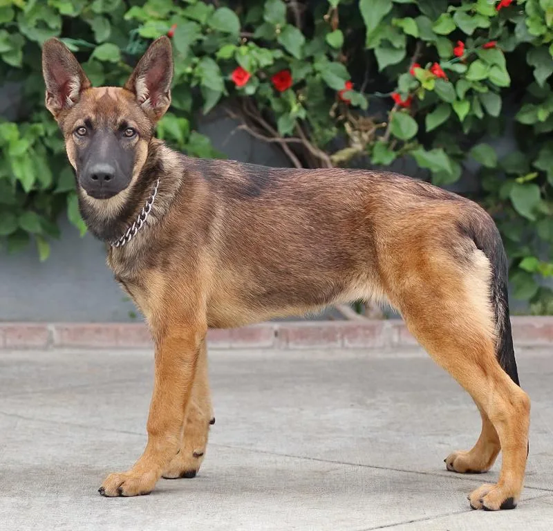 A baby large-sized female Red / Chestnut / Orange German Shepherd Dog dog named Sasha von Seffern for adoption in Los Angeles, CA
