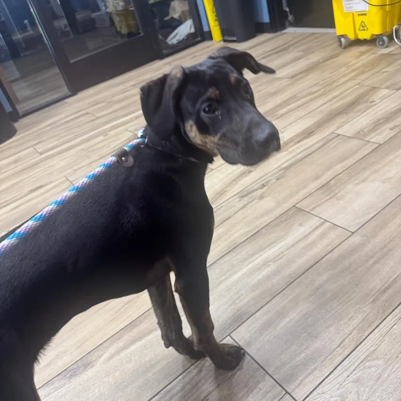 A young medium-sized male Black Hound dog named Ranger for adoption in Newark, NJ