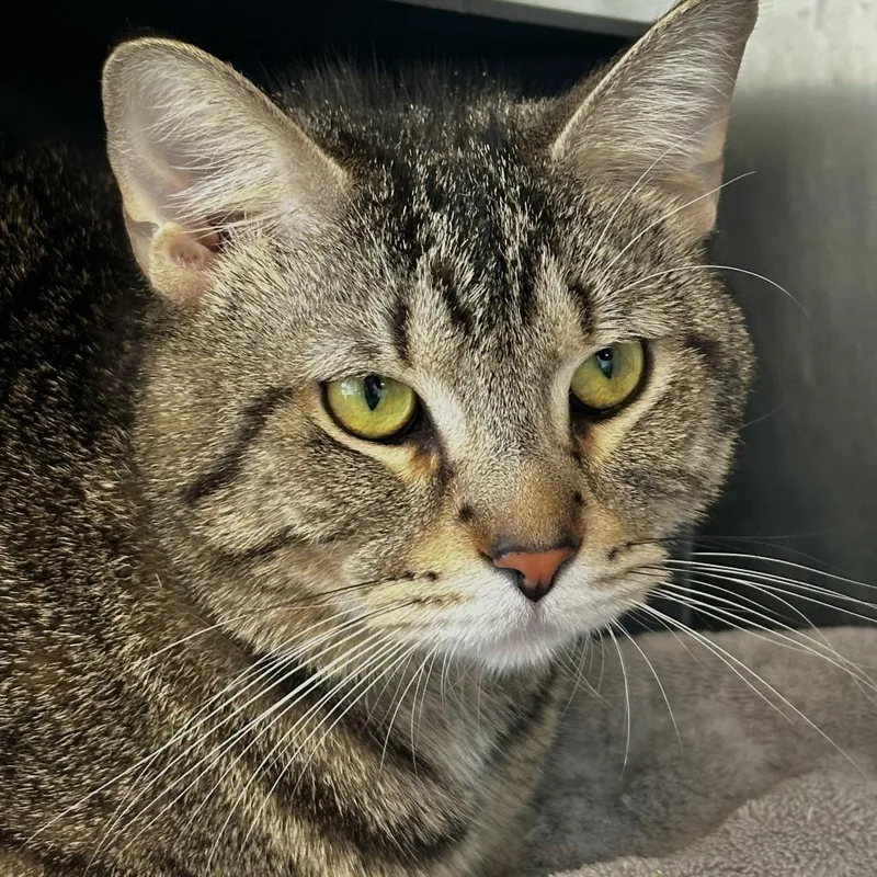 An adult medium-sized male Gray / Blue / Silver Domestic Short Hair cat named Bear for adoption in Chicago, IL