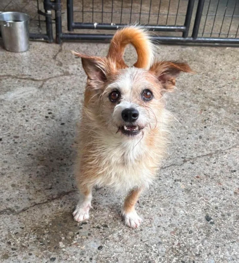 An adult small-sized male Jack Russell Terrier dog named Krypton for adoption in Warren, MI