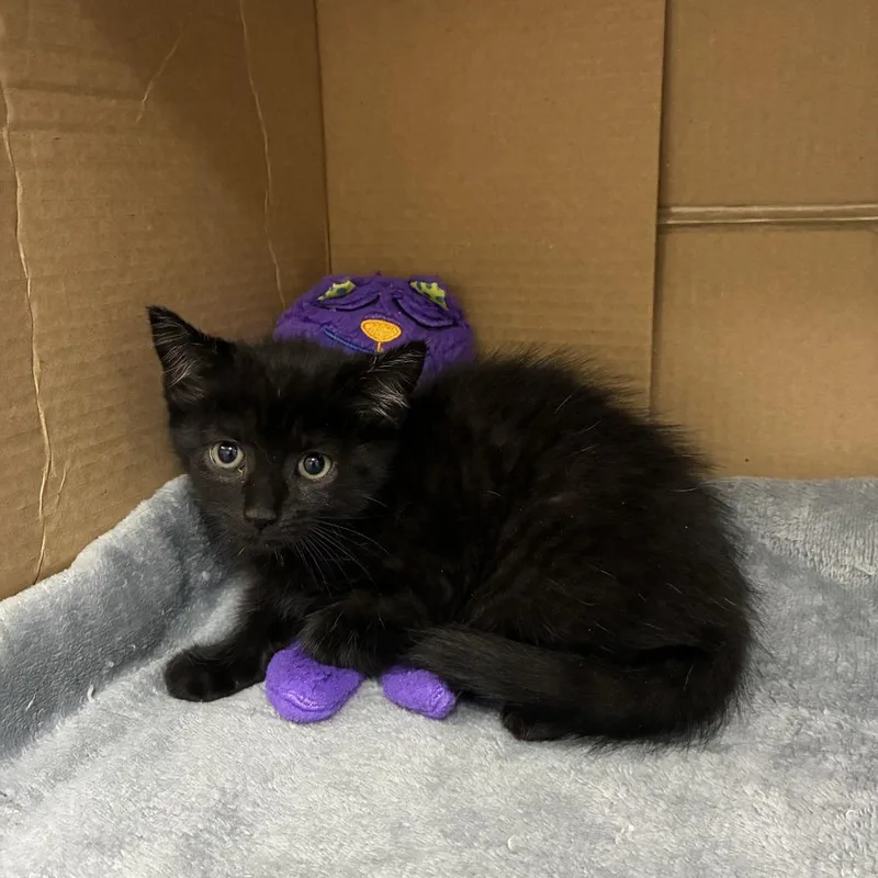 A baby small-sized male Black Domestic Short Hair cat named Quesadilla for adoption in Windsor, VA