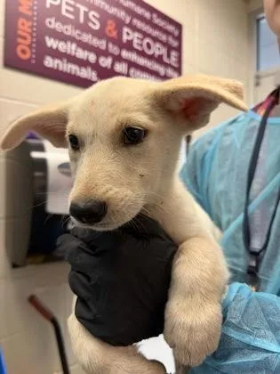 A baby large-sized female White / Cream Mixed Breed dog named Lyric for adoption in Wichita, KS