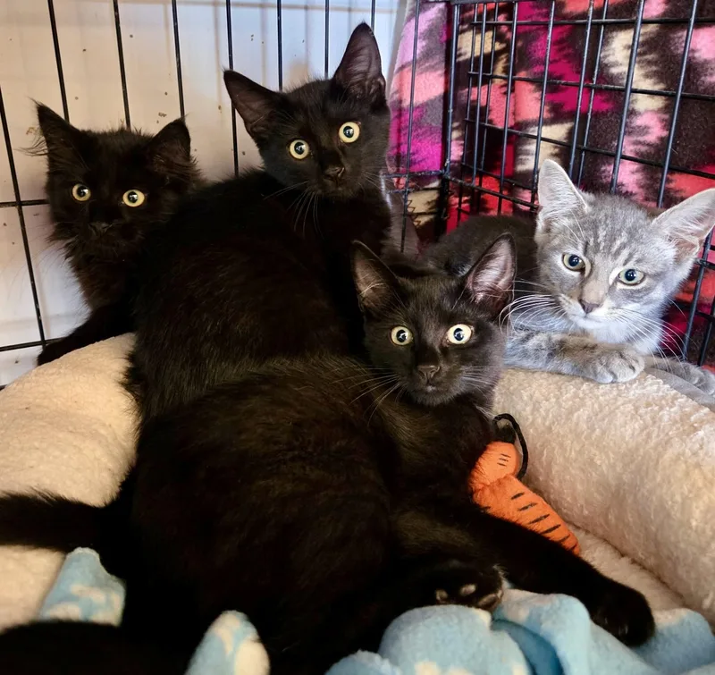 A baby medium-sized female Black Domestic Short Hair cat named Toe White & Moana for adoption in Red Bank, NJ