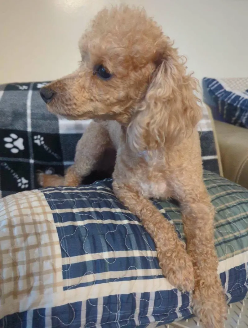 A young small-sized male Poodle dog named Rj for adoption in Plant City, FL