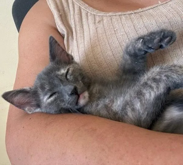 A baby small-sized female Domestic Short Hair cat named Melody for adoption in Bonsall, CA