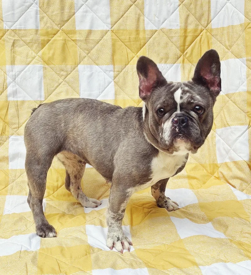 A young small-sized female French Bulldog dog named Bella Grace for adoption in Spring Lake, NJ