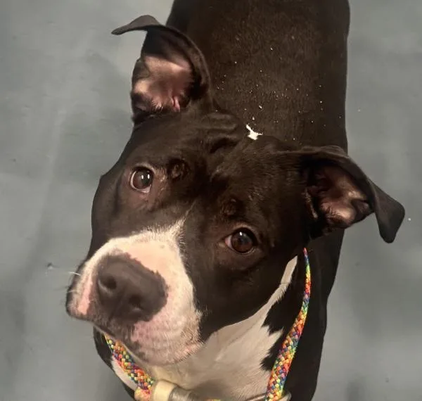 An adult medium-sized female Mixed Breed dog named Pretty Wings for adoption in Ridgewood, NY