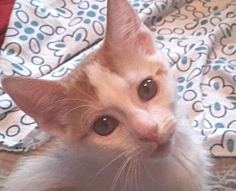 A baby medium-sized male White Domestic Short Hair cat named Lutie for adoption in Nashville, TN