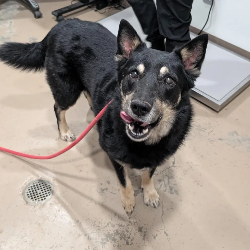 An adult large-sized male Black German Shepherd Dog dog named Leon for adoption in Buchanan Dam, TX