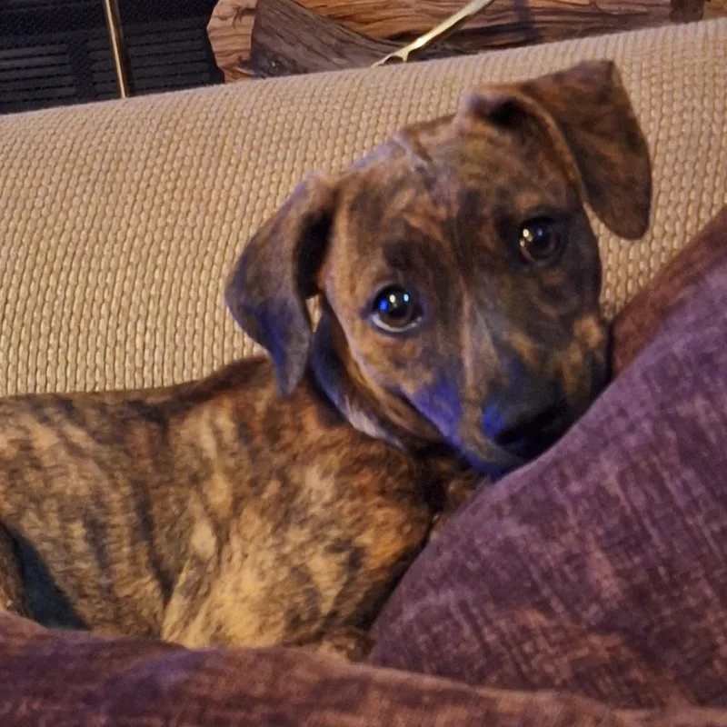 A baby small-sized female Terrier dog named Current for adoption in Minneapolis, MN