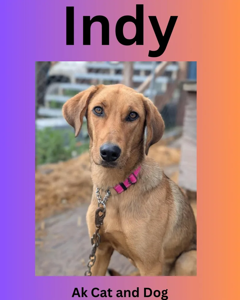 A young large-sized female Labrador Retriever dog named Indy for adoption in Wasilla, AK