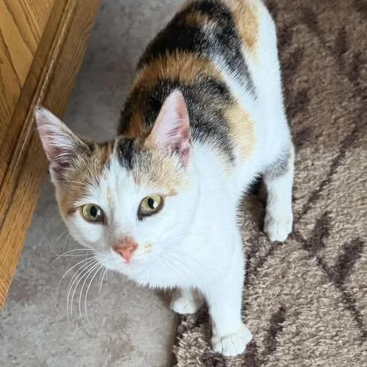 A young small-sized female Calico Domestic Short Hair cat named Octavia for adoption in Rochester, MN