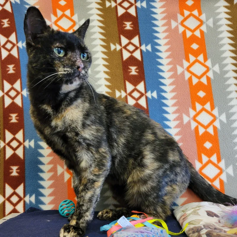 A senior medium-sized female Tortoiseshell Domestic Short Hair cat named Jordy for adoption in ALPINE, TX