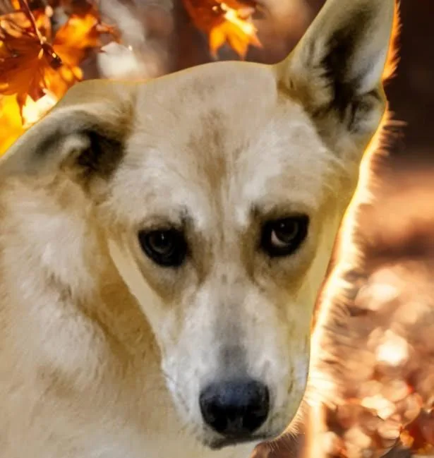 Dingogirl thumbnail 2