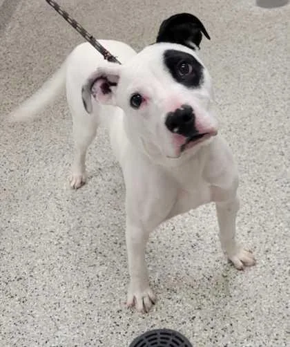 A young large-sized male White / Cream Pit Bull Terrier dog named Panache for adoption in Kansas City, MO