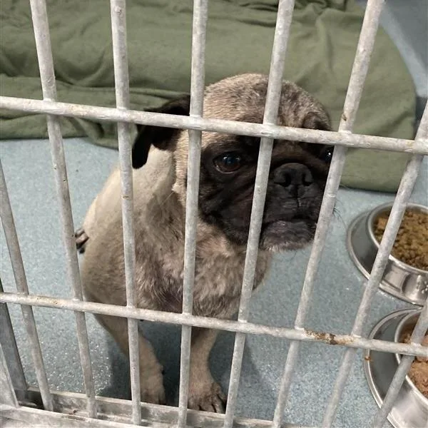 A senior small-sized female Pug dog named JoJo for adoption in Long Beach, CA
