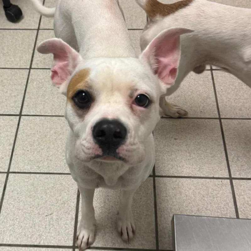 An adult medium-sized female White / Cream Mixed Breed dog named Lilith for adoption in Charleston, WV