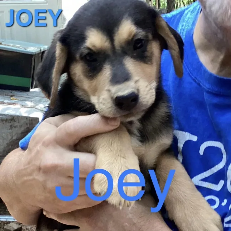 NY Joey Avail Aug