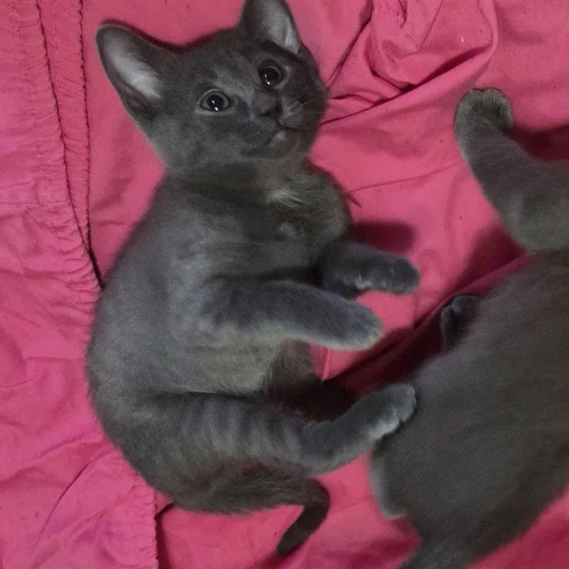 A baby small-sized female Gray / Blue / Silver Domestic Short Hair cat named Blue "Rita" for adoption in San Antonio, TX