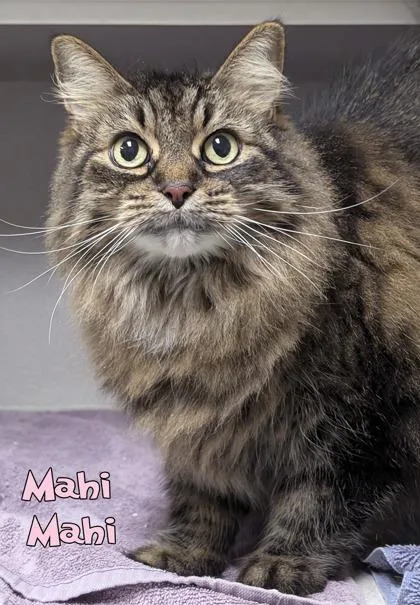 Mahi Mahi