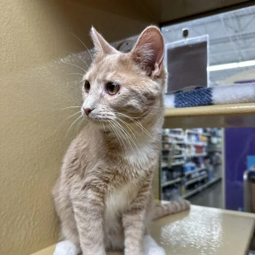 A young large-sized male Domestic Short Hair cat named Damon for adoption in Edmond, OK