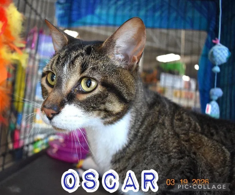 Oscar A thumbnail 5