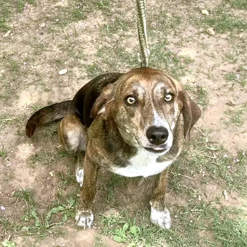 An adult medium-sized female Brindle Hound dog named Penny for adoption in Alexandria, LA