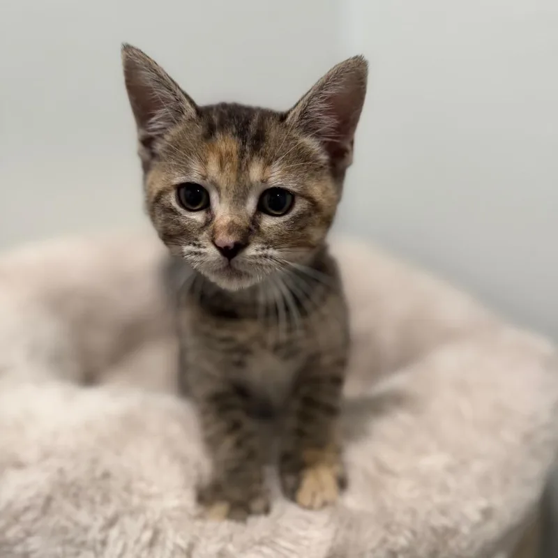 A baby small-sized female Torbie Domestic Short Hair cat named Hoity for adoption in Medford, NJ