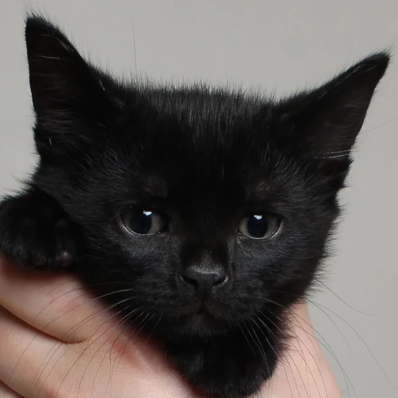 A baby small-sized male Black Domestic Short Hair cat named Snape C for adoption in Minnetonka, MN
