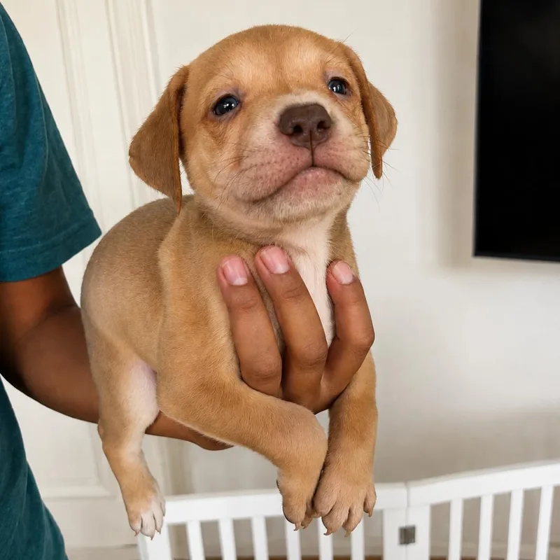 A baby small-sized male Yellow / Tan / Blond / Fawn American Staffordshire Terrier dog named Nutmeg for adoption in San Diego, CA