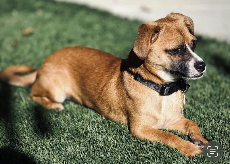A baby small-sized male Chihuahua dog named Gilly for adoption in Los Angeles, CA