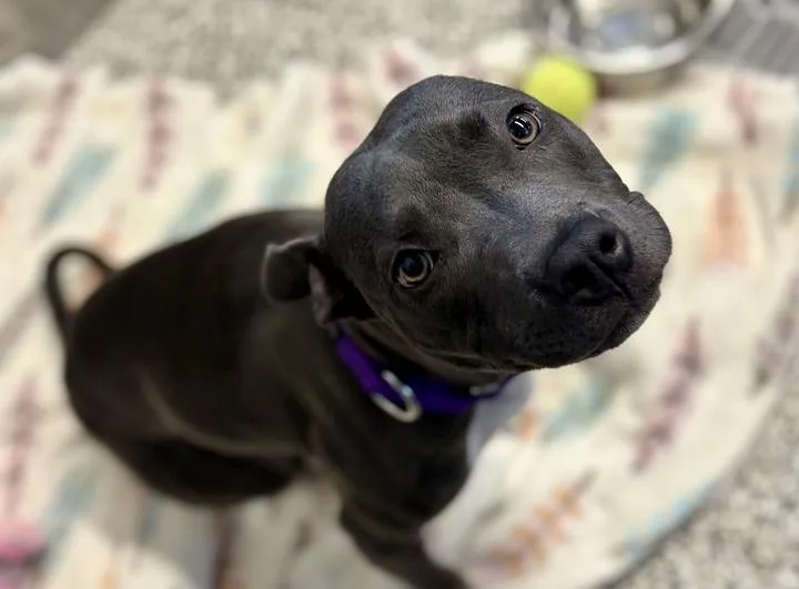A baby medium-sized female Gray / Blue / Silver Mixed Breed dog named Maya for adoption in Jackson, MI