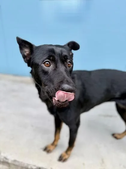 An adult large-sized female German Shepherd Dog dog named Eliza for adoption in New Orleans, LA