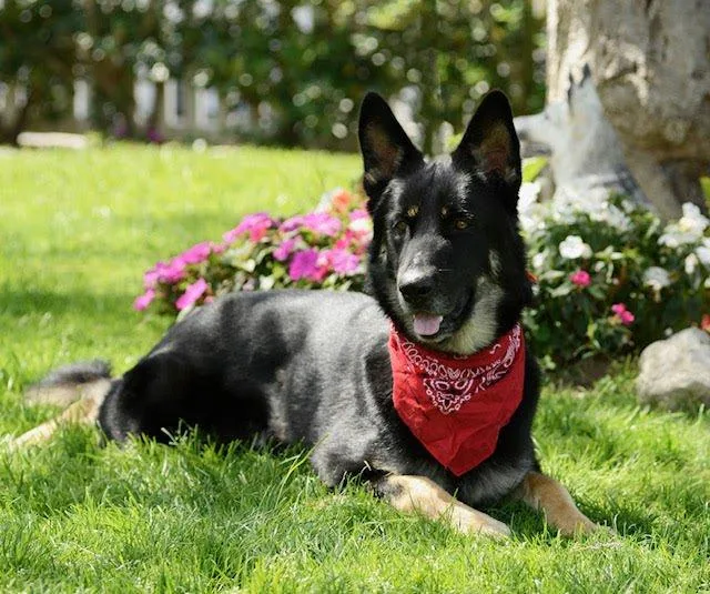 An adult large-sized male Black German Shepherd Dog dog named Shadow for adoption in Newport Beach, CA