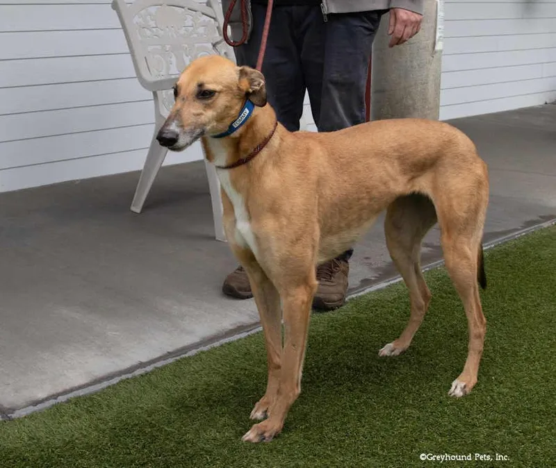 An adult large-sized female Greyhound dog named Tommy for adoption in Woodinville, WA