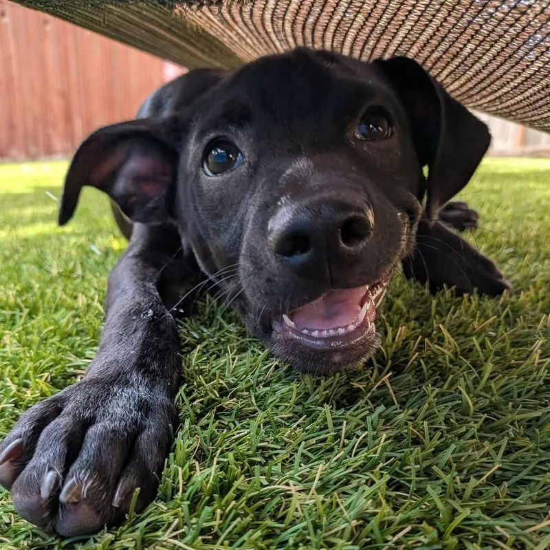 A baby medium-sized male Black Terrier dog named Stryker KB for adoption in Austin, TX