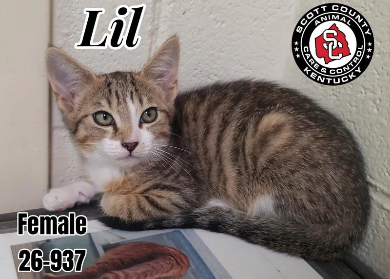 A baby small-sized female Domestic Short Hair cat named Lil for adoption in Georgetown, KY