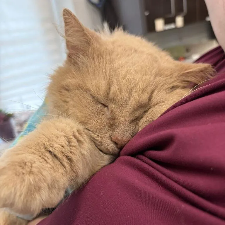 A senior large-sized male Domestic Long Hair cat named Butter for adoption in Marshall, VA