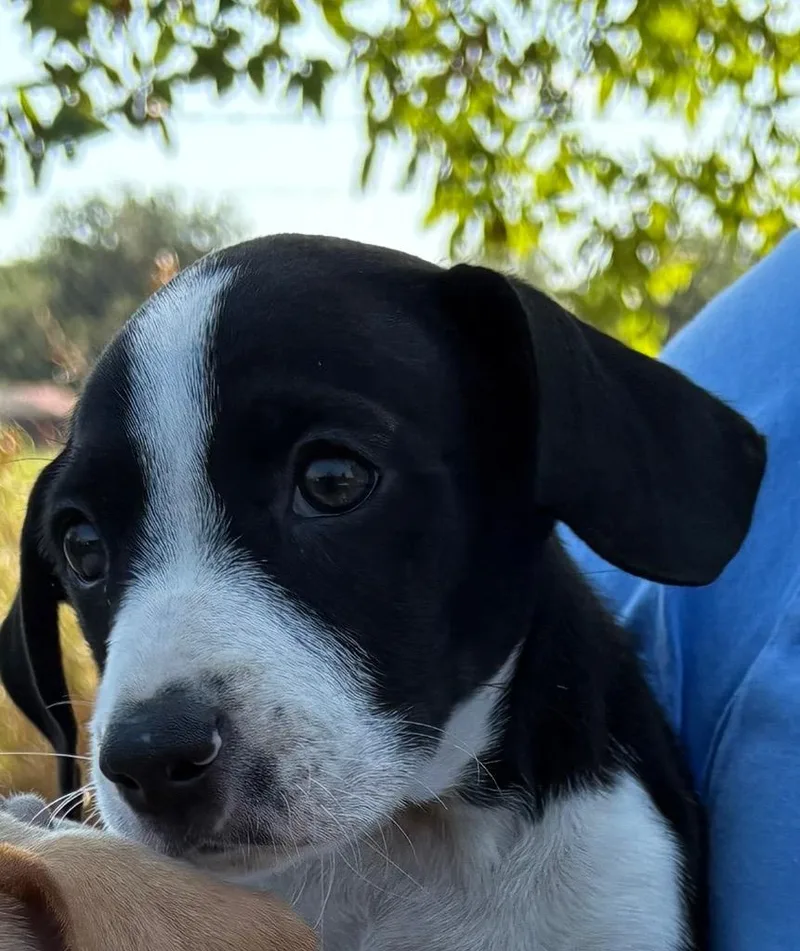 A baby small-sized female Hound dog named Panda for adoption in Ada, OK