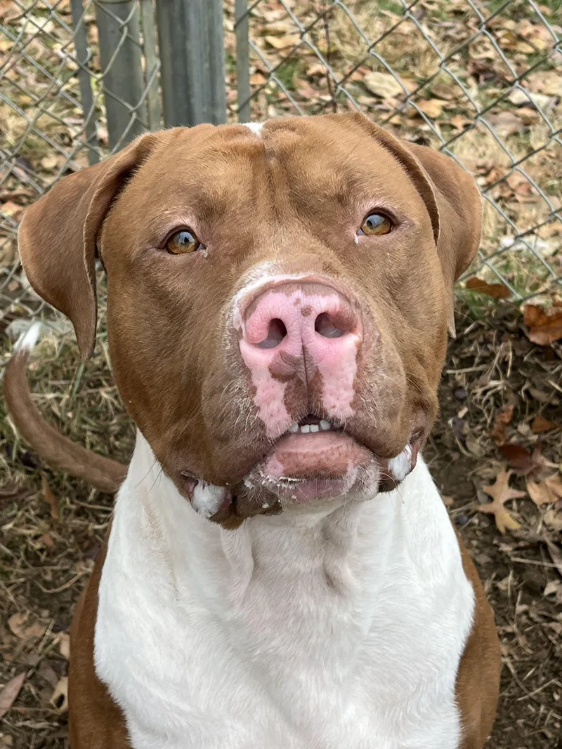 An adult large-sized male Brown / Chocolate Mixed Breed dog named Hyde for adoption in Mishawaka, IN
