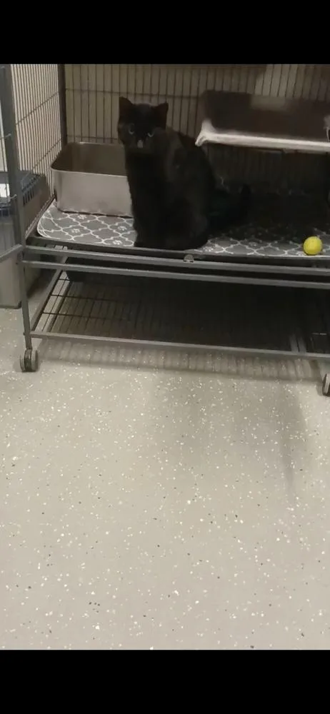 An adult large-sized male Black Domestic Short Hair cat named Leon for adoption in Clinton Township, MI