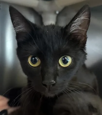A young medium-sized female Domestic Short Hair cat named Soft Serve for adoption in Eugene, OR